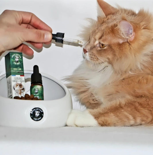 Huile de saumon au CBD pour chiens et chats